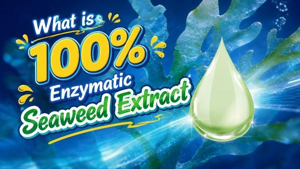 Reliable China Seaweed Extract: How to Identify Trusted Suppliers